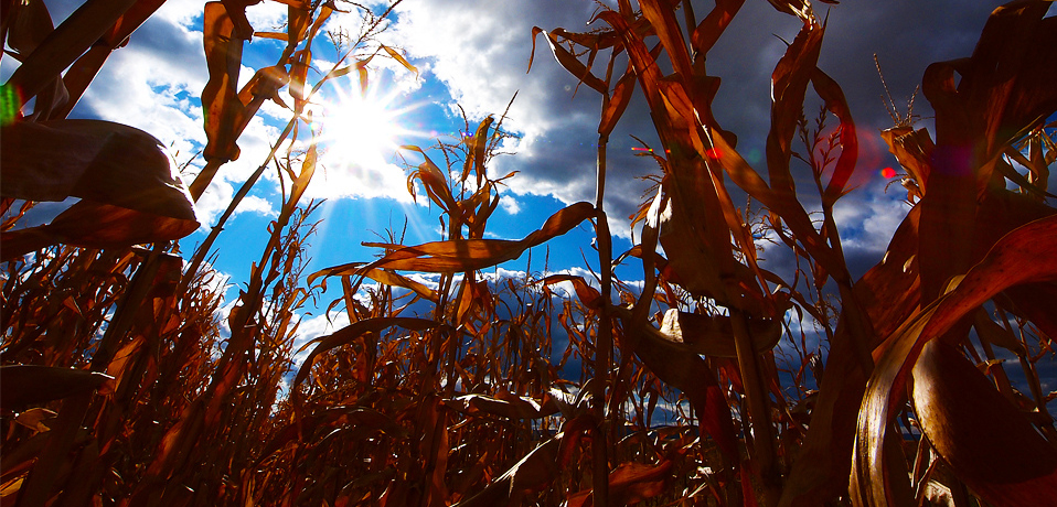 Canadian Pulses