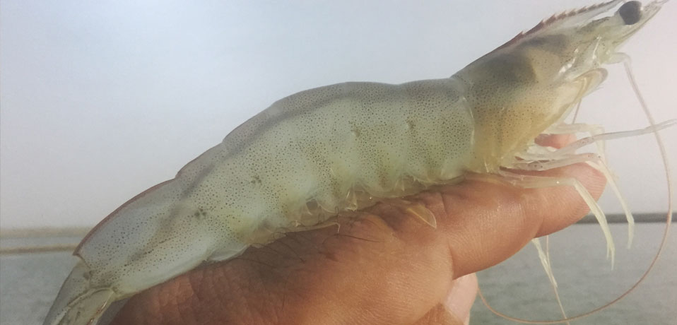 Farmed Shrimp